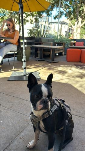 Lost Male Dog last seen Palm ave and Corvina St, Imperial Beach, CA 91932