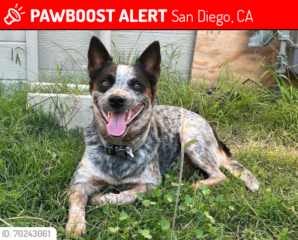 Lost Male Dog last seen Ofarrel Middle School, San Diego, CA 92114