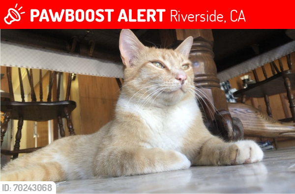 Lost Male Cat last seen Hawarden & Arlington , Riverside, CA 92506