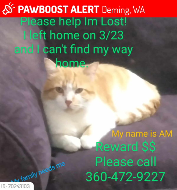 Lost Male Cat last seen Marshall Hill road, Deming, WA 98244