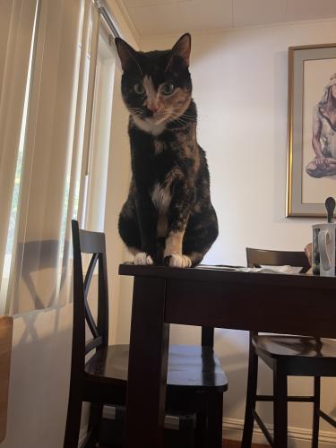 Lost Female Cat last seen bundy and rochester, Los Angeles, CA 90025