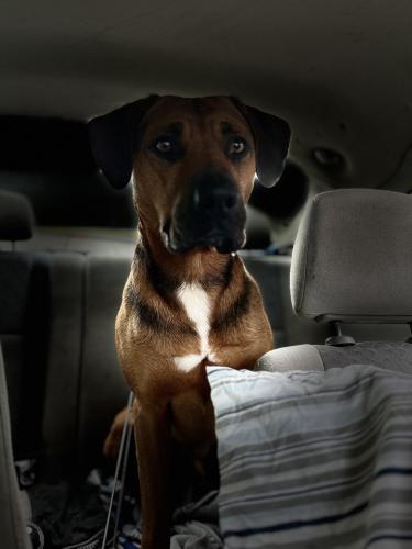 Lost Male Dog last seen Euclid ave 40272, Louisville, KY 40272