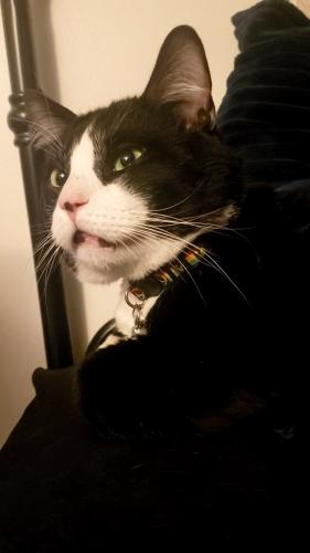Lost Male Cat last seen Tracy Rd and Andrus // Northwood ests Mobile s, Northwood, OH 43619