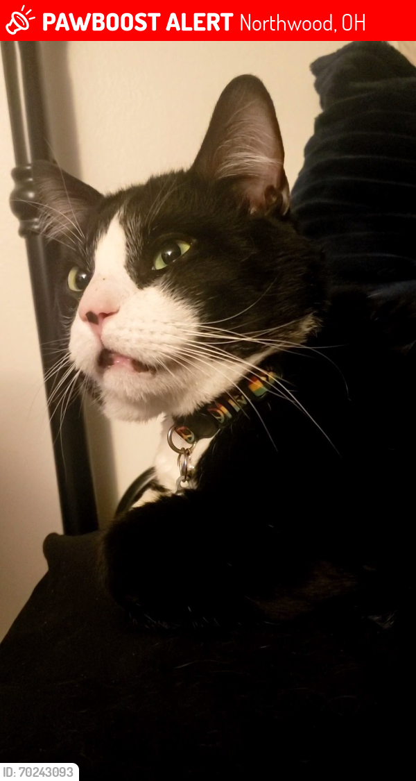 Lost Male Cat last seen Tracy Rd and Andrus // Northwood ests Mobile s, Northwood, OH 43619