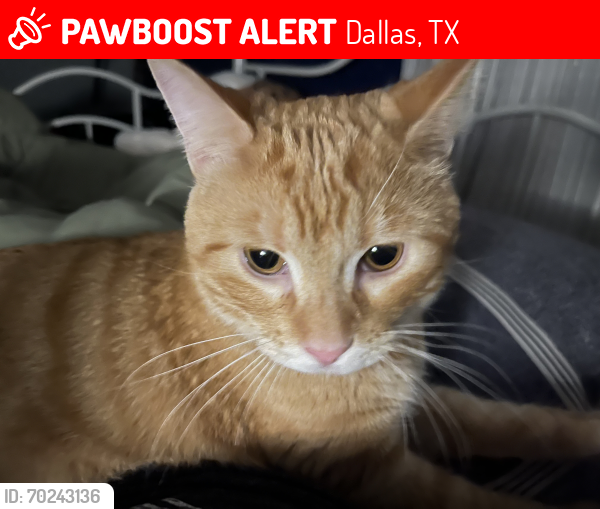 Lost Male Cat last seen Alex Sanger Elementary , Dallas, TX 75218