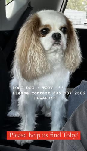 Lost Male Dog last seen Little Habana, Miami, FL 33130