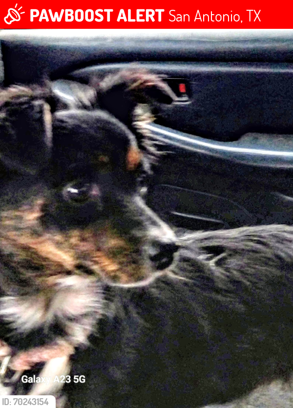 Lost Female Dog last seen Near mt.vernon ct, San Antonio, TX 78223