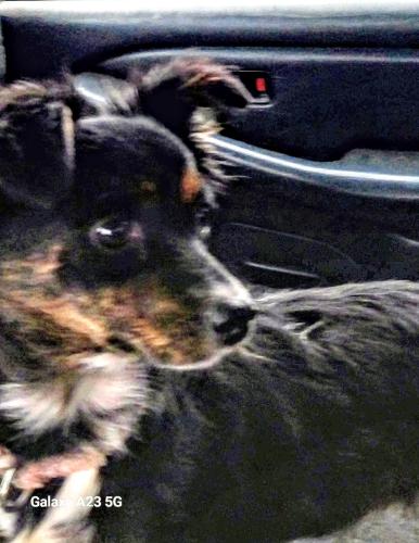 Lost Female Dog last seen Near mt.vernon ct, San Antonio, TX 78223