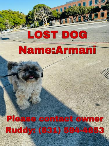 Lost Male Dog last seen south salinas , Salinas, CA 93901