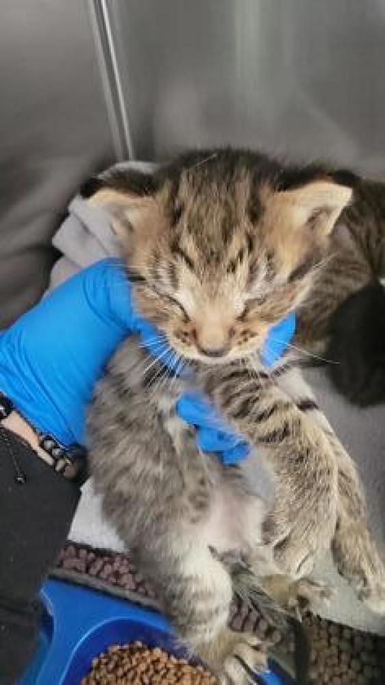 Shelter Stray Male Cat last seen Oakland, CA 94601, Oakland, CA 94601
