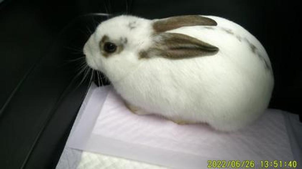 Shelter Stray Female Rabbit last seen Oakland, CA 94619, Oakland, CA 94601