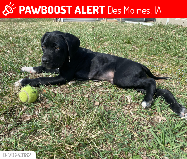 Lost Male Dog last seen scott ave desmoines , Des Moines, IA 50317