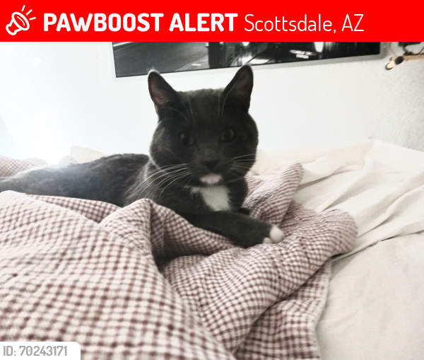 Lost Male Cat last seen Roosevelt rd and Scottsdale rd, Scottsdale, AZ 85257