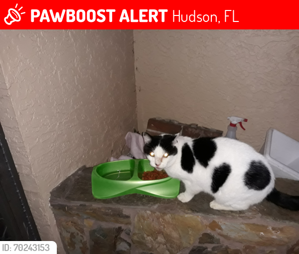 Lost Male Cat last seen Meridian blvd hudson , Hudson, FL 34667