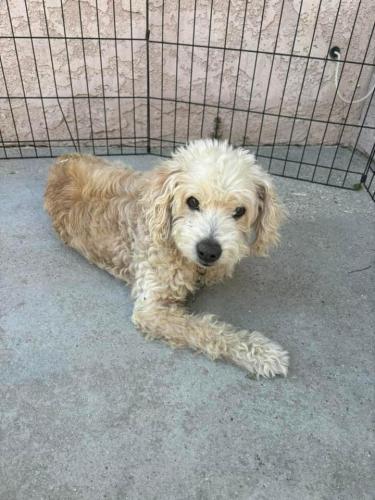Lost Unknown Dog last seen Puritan street, Downey, CA 90241