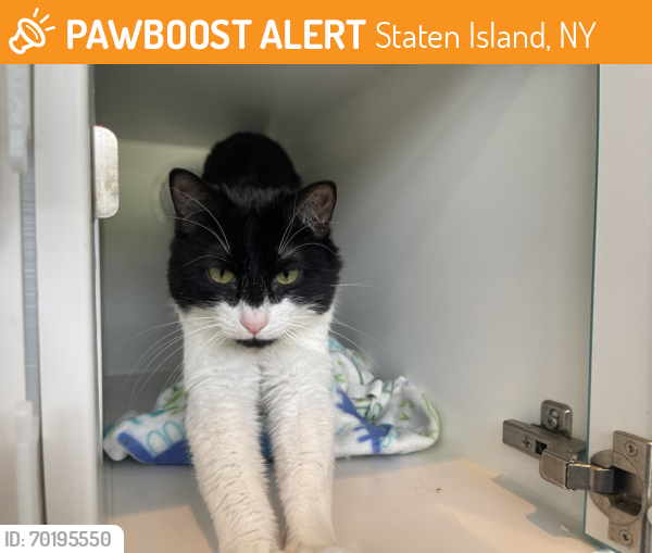 Shelter Stray Male Cat last seen STATEN ISLAND, NY, 10308, Staten Island, NY 10309
