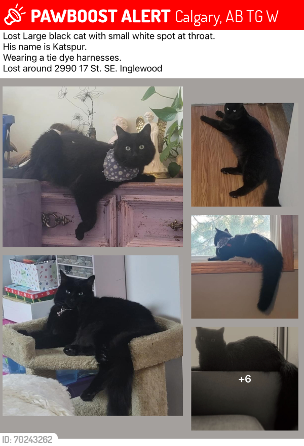 Lost Male Cat last seen Housing complex next to large field , Calgary, AB T2G 3W3