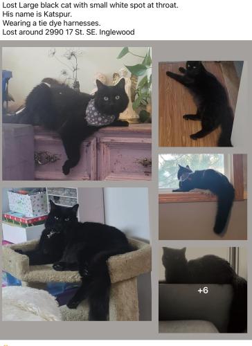 Lost Male Cat last seen Housing complex next to large field , Calgary, AB T2G 3W3