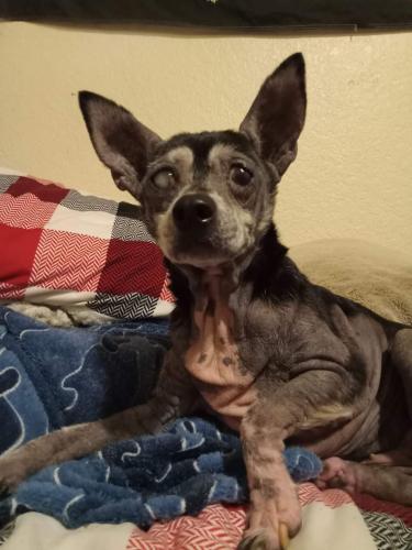 Lost Female Dog last seen Madison&Jackson street, North Highlands, CA 95660