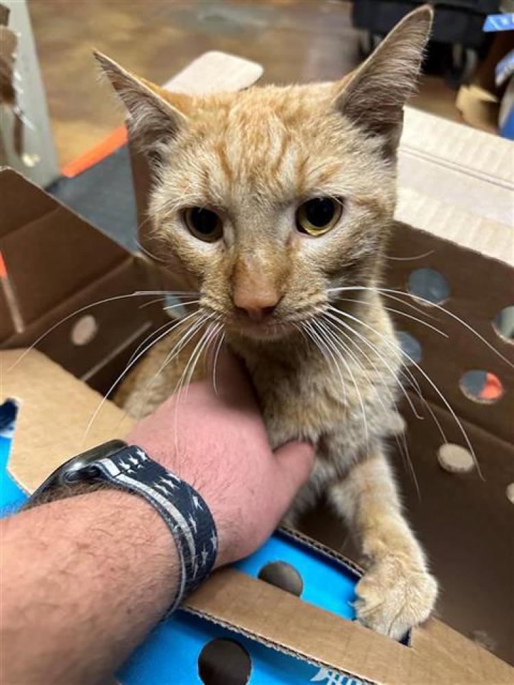 Shelter Stray Male Cat last seen STOCKTON BLVD & 47TH AVE, Sacramento, CA 95818