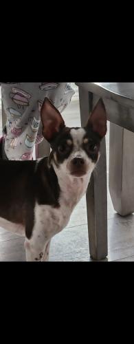 Lost Male Dog last seen American Lotus, San Antonio, TX 78245