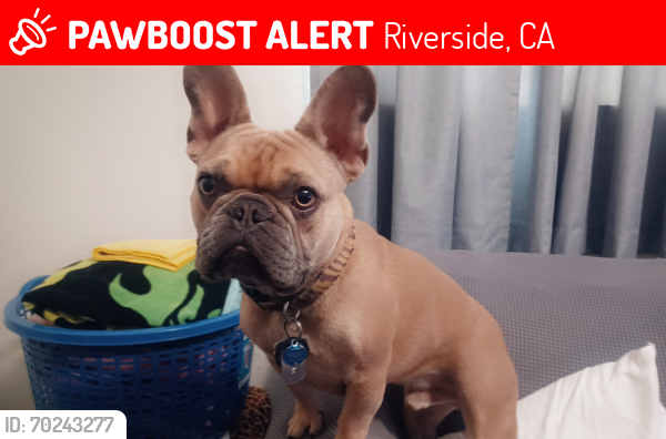 Lost Male Dog last seen Indiana & La Sierra, Riverside, CA 92503