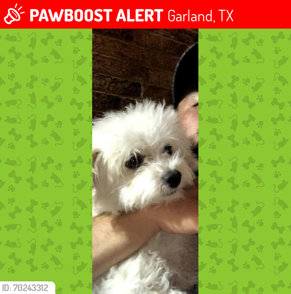 Lost Female Dog last seen First St. and Washington St , Garland, TX 75040