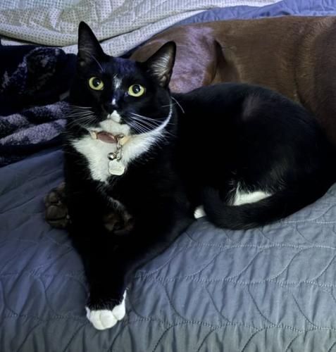 Lost Female Cat last seen Camden on crown valley apmts , Mission Viejo, CA 92691