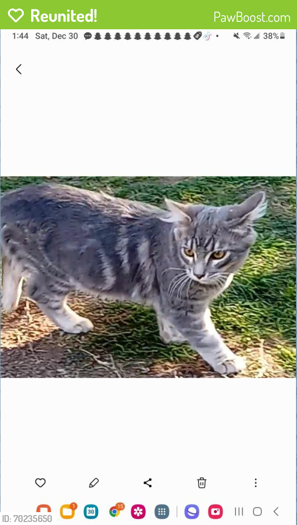 Reunited Male Cat last seen Nordtoff haskell, Los Angeles, CA 91343