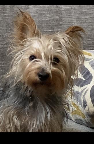 Lost Female Dog last seen Near Whispering willow dr. , Spring, TX 77373