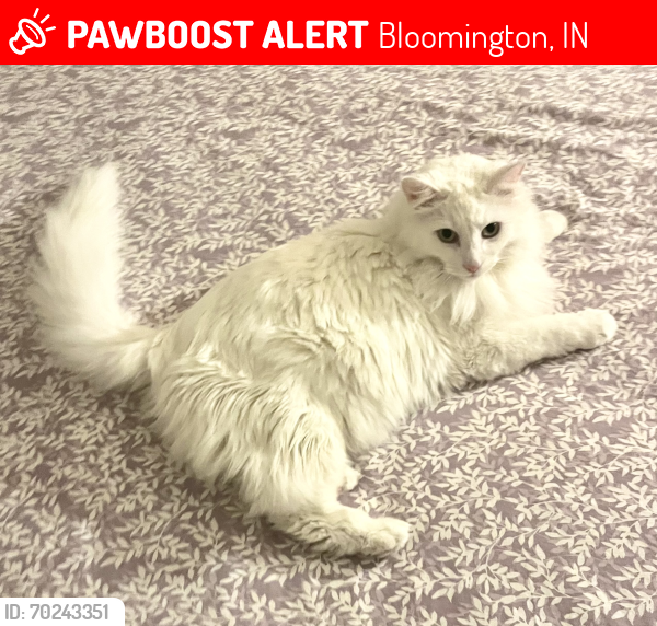 Lost Male Cat last seen 17th & Arlington Rd., Bloomington, IN 47404