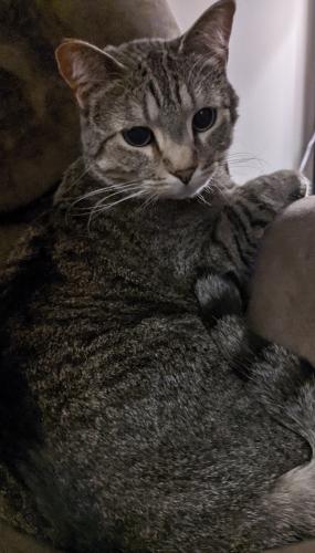 Lost Male Cat last seen Huxley Ave and  Hyla , Lakeville, MN 55044