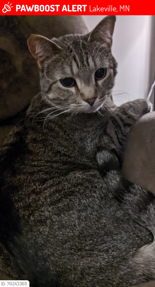 Lost Male Cat last seen Huxley Ave and  Hyla , Lakeville, MN 55044