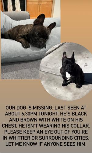 Lost Male Dog last seen Shoemaker and carmenita, Whittier, CA 90602