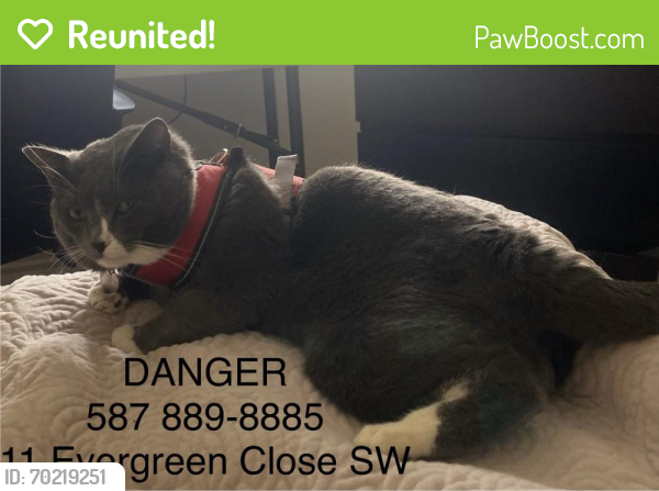 Reunited Male Cat last seen Evergreen dr sw and evergreen close sw, Calgary, AB T2Y 2X7