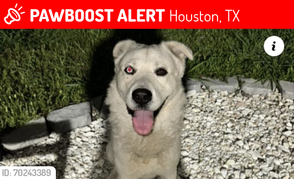 Lost Male Dog last seen Kings point , Houston, TX 77075
