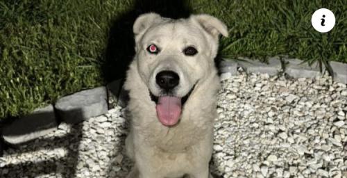 Lost Male Dog last seen Kings point , Houston, TX 77075