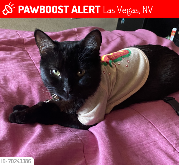 Lost Female Cat last seen Theme Rd, Las Vegas, NV 89122
