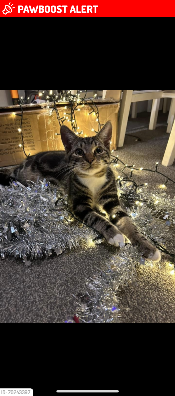 Lost Male Cat last seen Fleetwood avenue top end , Southend-on-Sea, England SS0 9RA