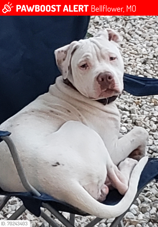 Lost Male Dog last seen Bellflower kennel by the water towers in the kennels and he was removed from the kennels before 8:30 a.m., Bellflower, MO 63333
