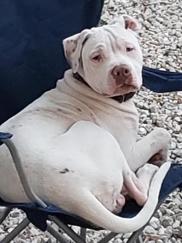 Lost Male Dog last seen Bellflower kennel by the water towers in the kennels and he was removed from the kennels before 8:30 a.m., Bellflower, MO 63333