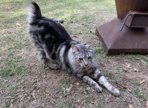 Lost Male Cat last seen Springfield Eden’s crossing vet clinic , Redbank Plains, QLD 4301