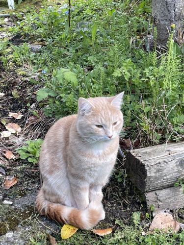 Lost Male Cat last seen Near and 56th, Langley Township, BC V2Z 2R1