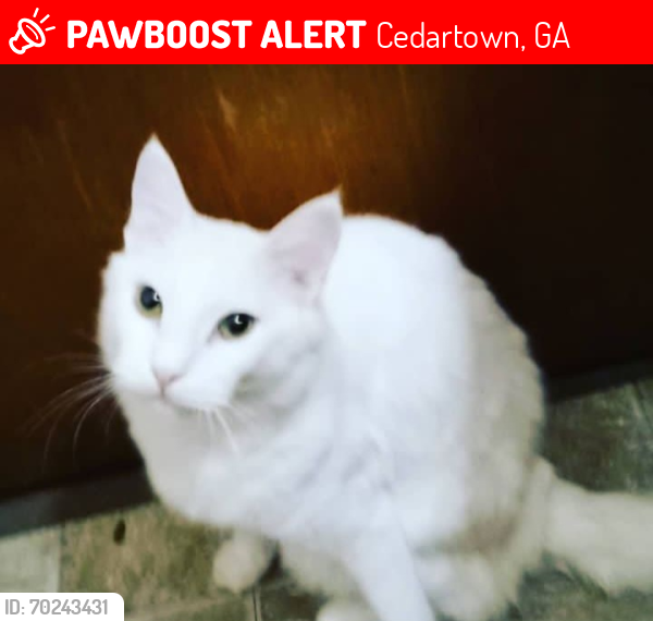 Lost Male Cat last seen Substation road, Cedartown, GA 30125