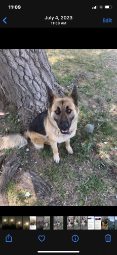 Lost Female Dog last seen Shields rd, Wapato wa, Yakima County, WA 98951
