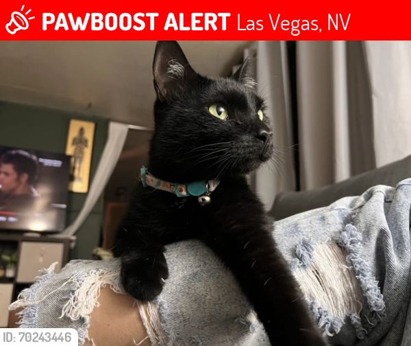 Lost Male Cat last seen Rainbow and alta, Las Vegas, NV 89107