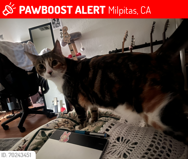Lost Female Cat last seen endsel dr milpitas ca, Milpitas, CA 95035