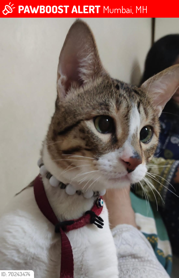 Lost Male Cat last seen Kashinath street, Mumbai, MH 