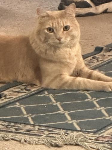 Lost Male Cat last seen Near welsh drive Reno Nevada , Reno, NV 89506
