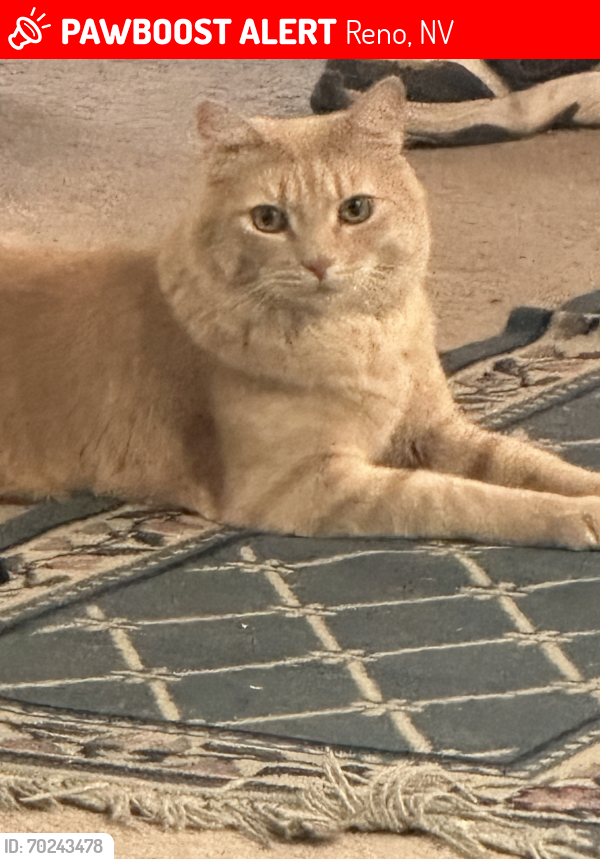 Lost Male Cat last seen Near welsh drive Reno Nevada , Reno, NV 89506